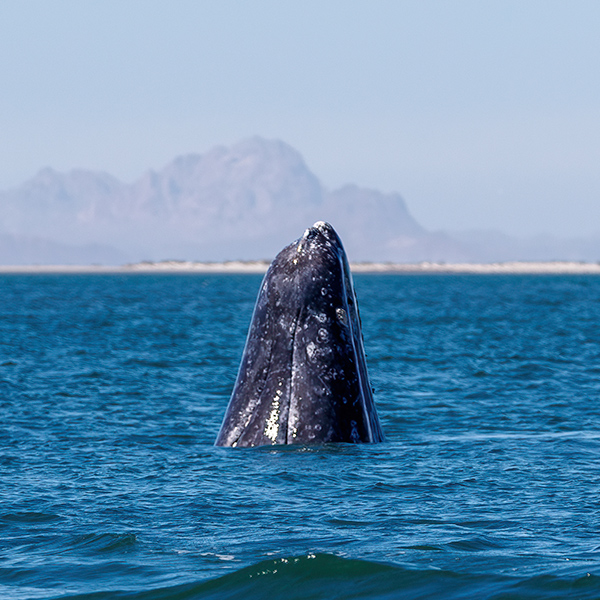 Ecological and Touristic Importance of Whales in Baja California Sur